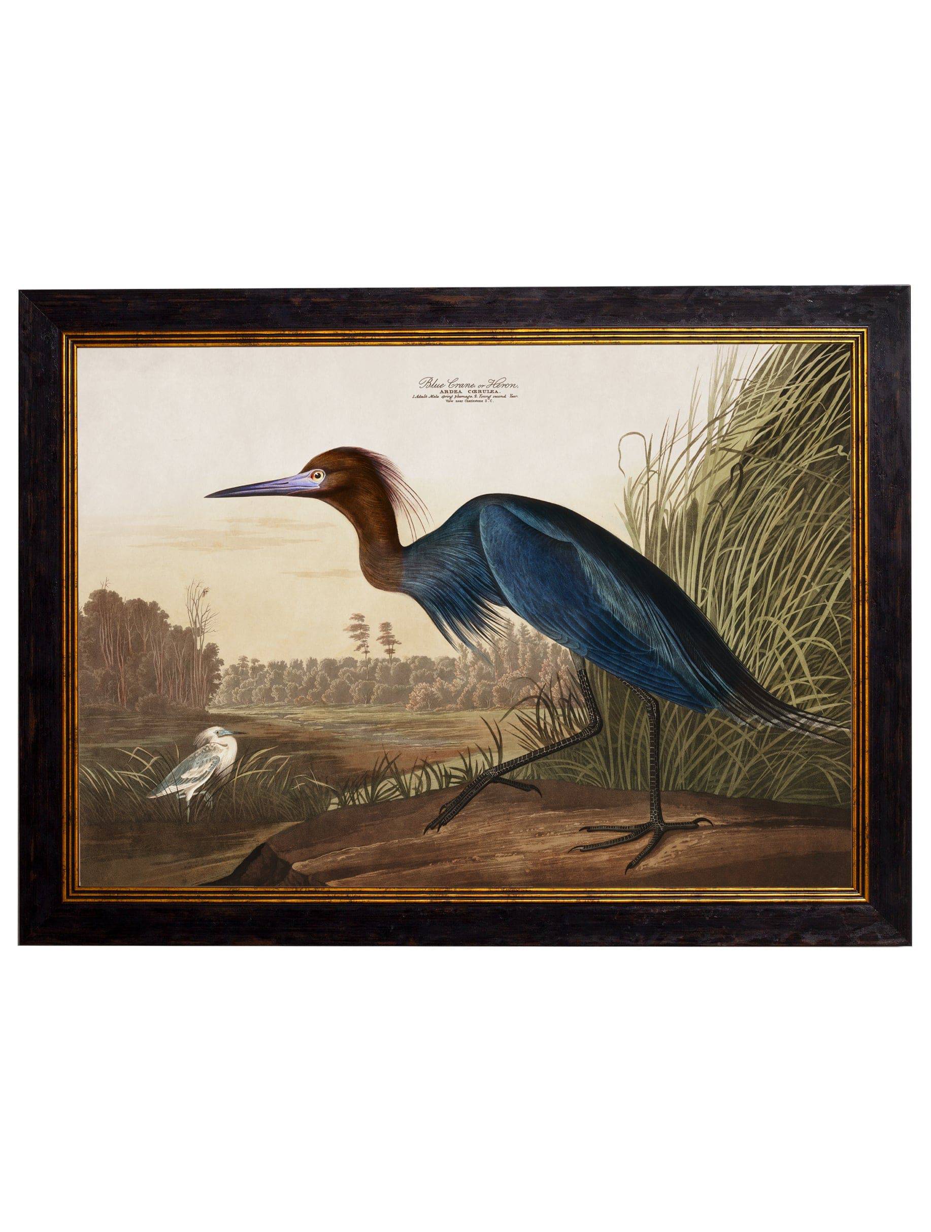 Purchase Digitally Restored 1830s Snowy Heron Print with Archival Finish