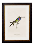 Purchase Digitally Restored 1830s Trochilus Underwoodii Print with Archival Finish