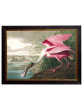 Purchase Digitally Restored 1838 American Flamingo Print with Archival Finish