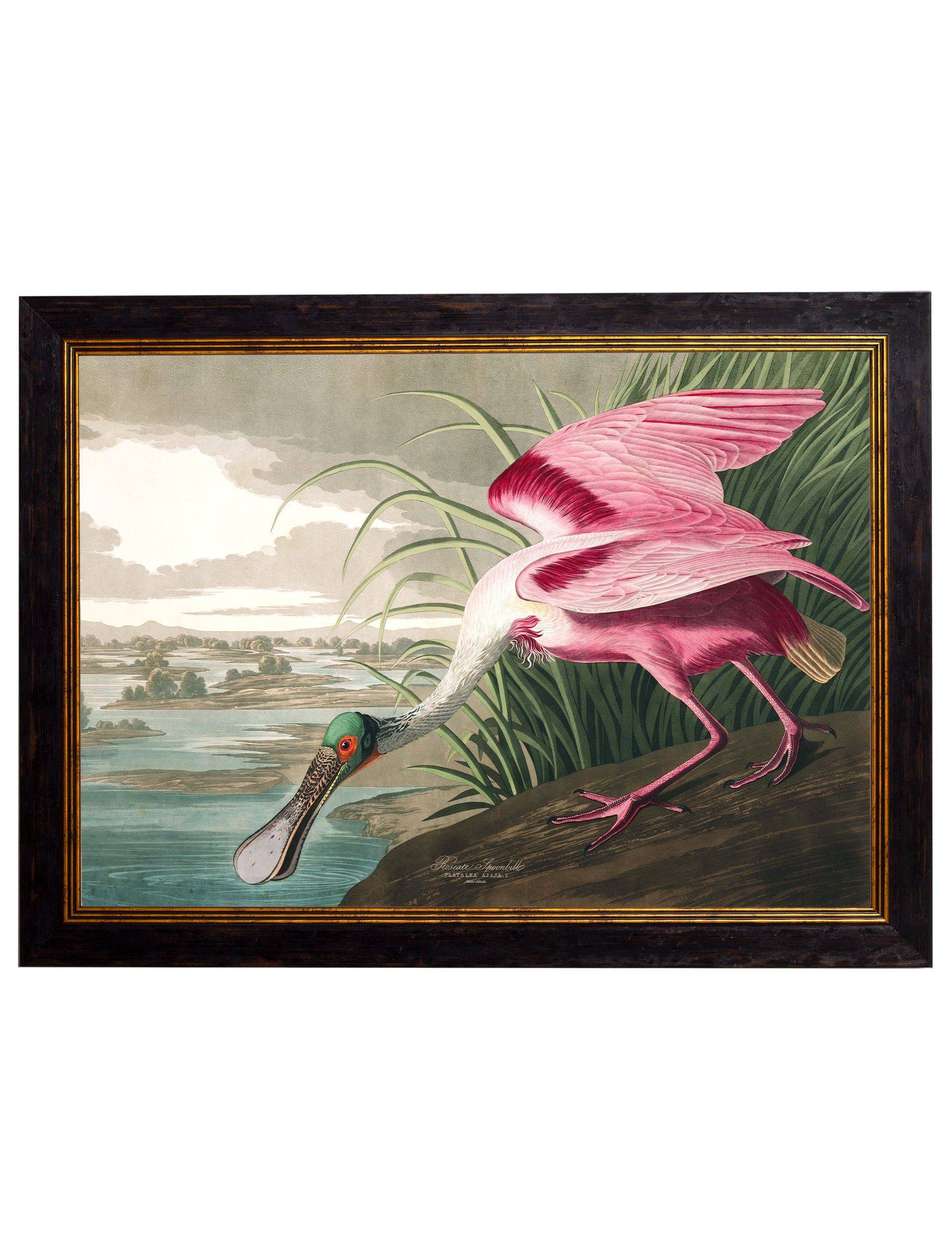 Purchase Digitally Restored 1838 American Flamingo Print with Archival Finish