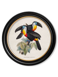 Purchase Digitally Restored 1840s Channel Billed Toucan Round Print
