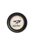 Purchase Digitally Restored 1840s Ostrich Print with Archival Finish