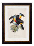 Purchase Digitally Restored 1840s Yellow Ridged Toucan Print with Archival Finish