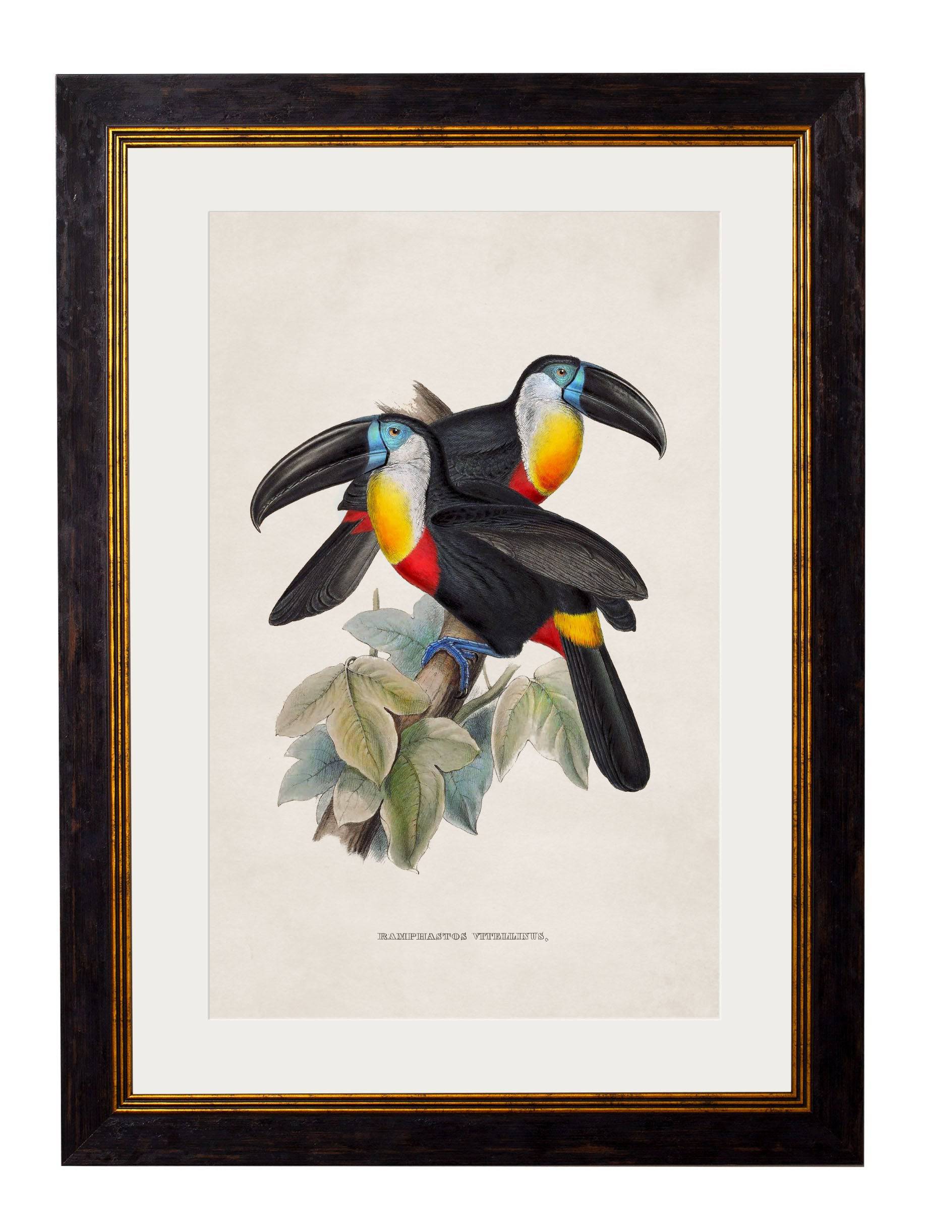 Purchase Digitally Restored 1840s Yellow Ridged Toucan Print with Archival Finish