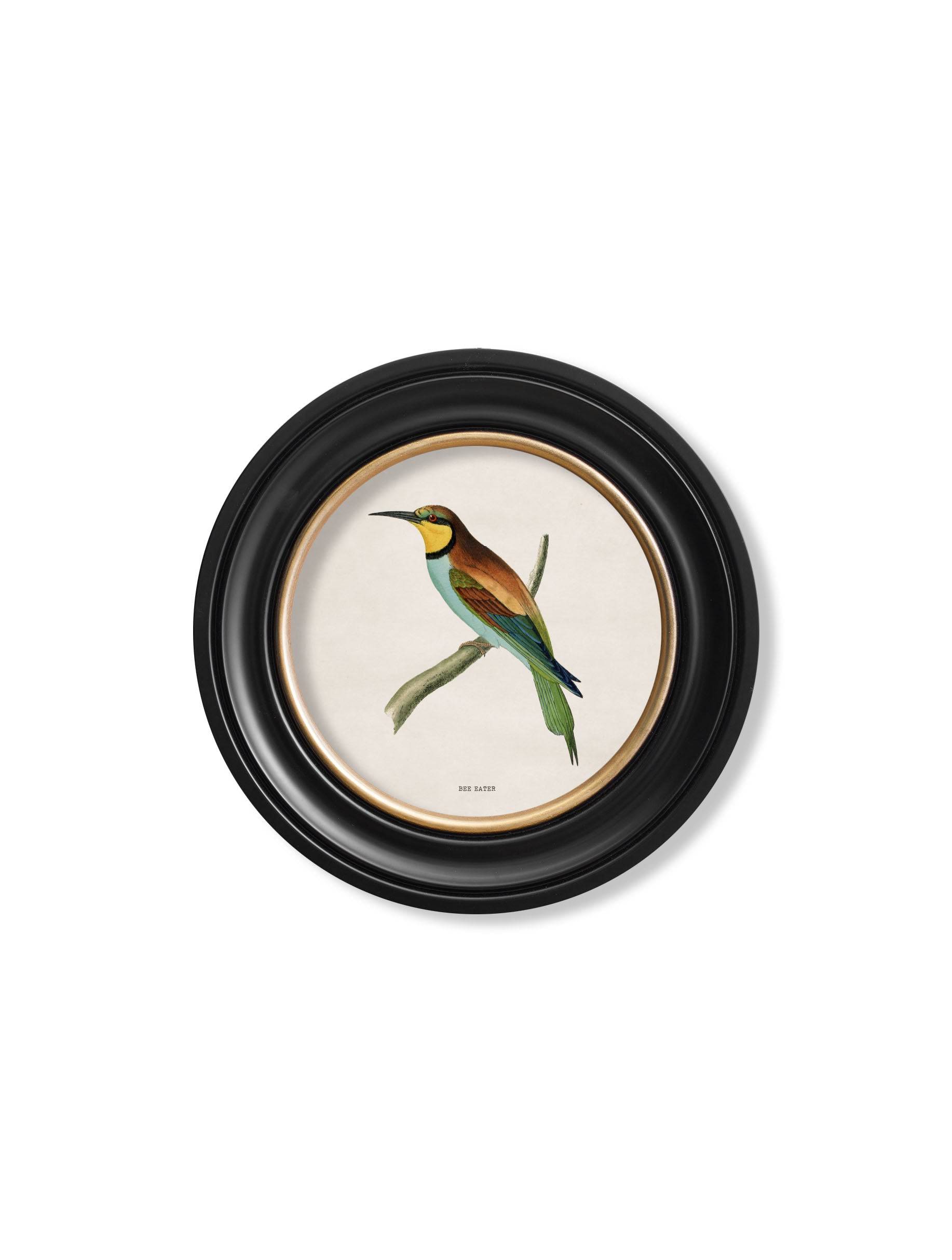 Purchase Digitally Restored 1870 Bee Eater Round Print with Archival Finish