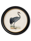Purchase Digitally Restored 1870 Black Stork Round Print with Archival Finish
