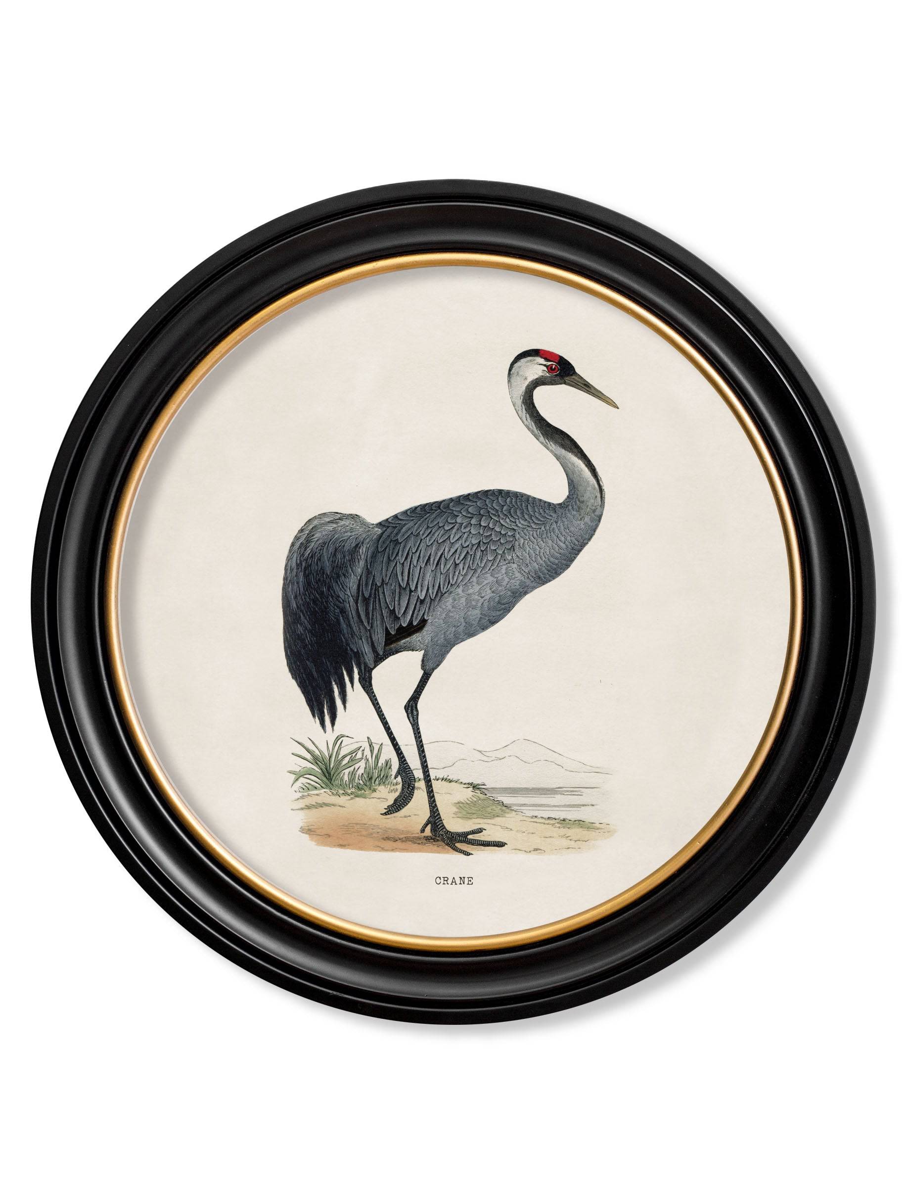 Purchase Digitally Restored 1870 Black Stork Round Print with Archival Finish