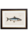 Purchase Digitally Restored 18th Century Fish Illustration Wall Art Made in Britain