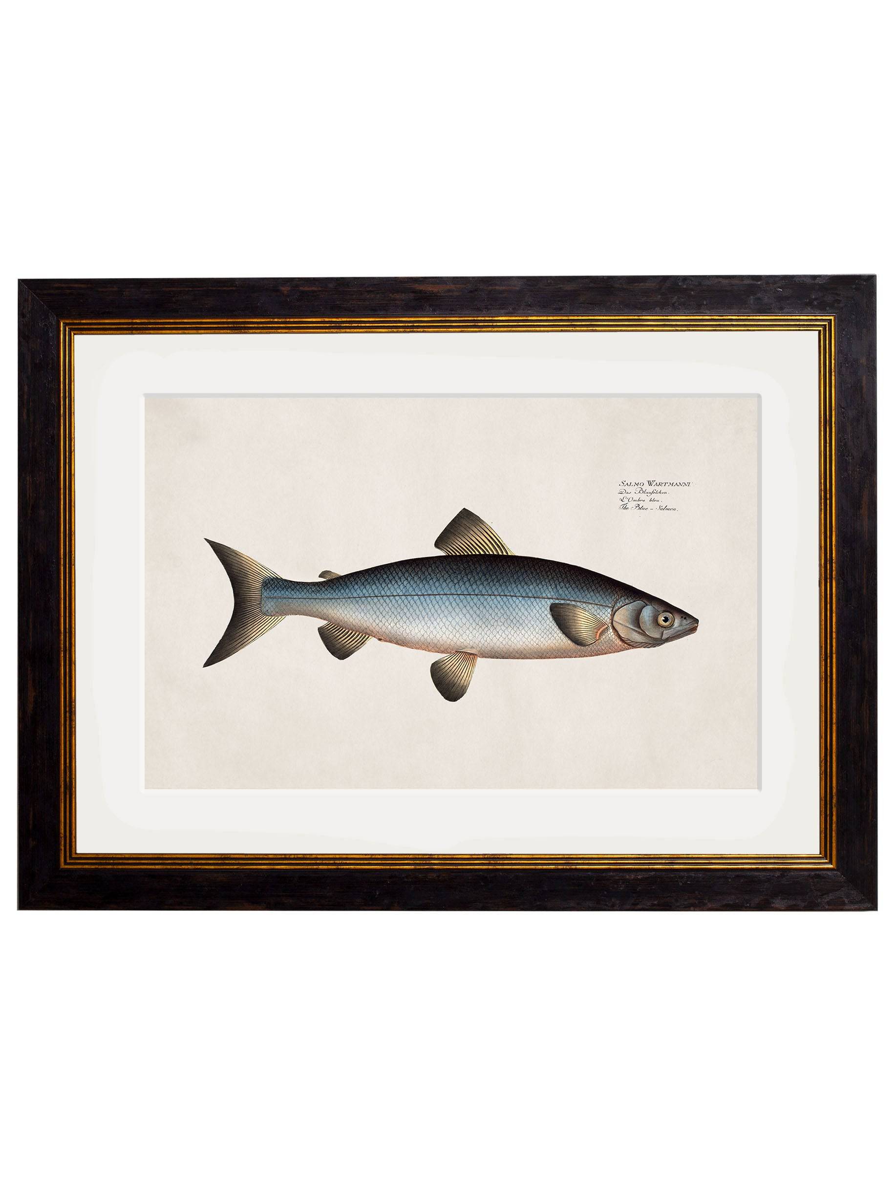 Purchase Digitally Restored 18th Century Fish Illustration Wall Art Made in Britain