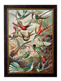 Purchase Digitally Restored 1904 Haeckel Hummingbird Print with Archival Finish