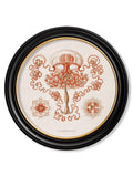 Purchase Digitally Restored 1904 Haeckel Starfish Round Print with Archival Finish