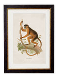 Purchase Digitally Restored 1910 Orangutan Print with Archival Grade Finish