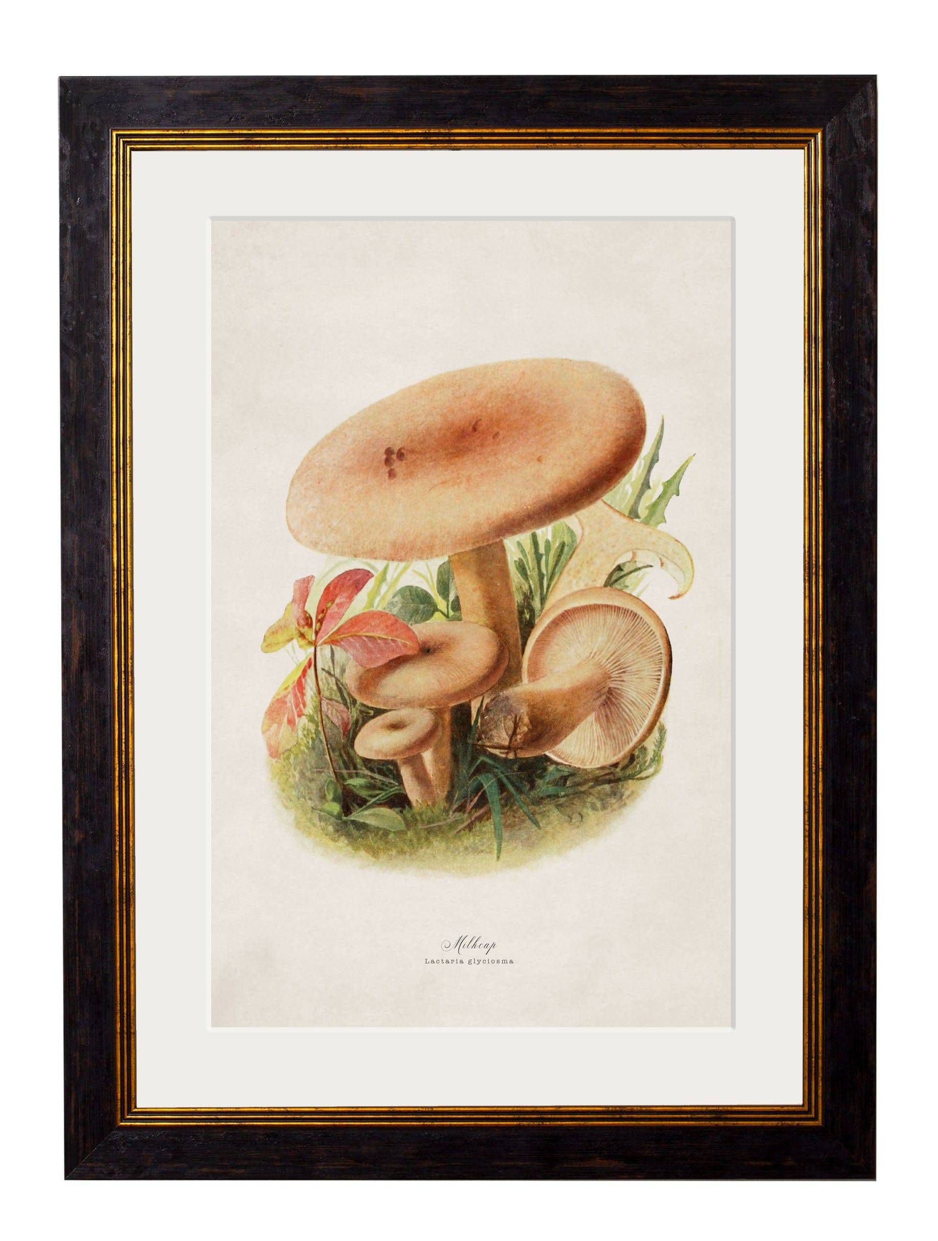 Purchase Digitally Restored 1913 Ink Cap Mushroom Print with Archival Finish