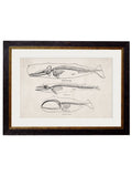 Purchase Digitally Restored 19th Century Anatomical Art with Archival Finish