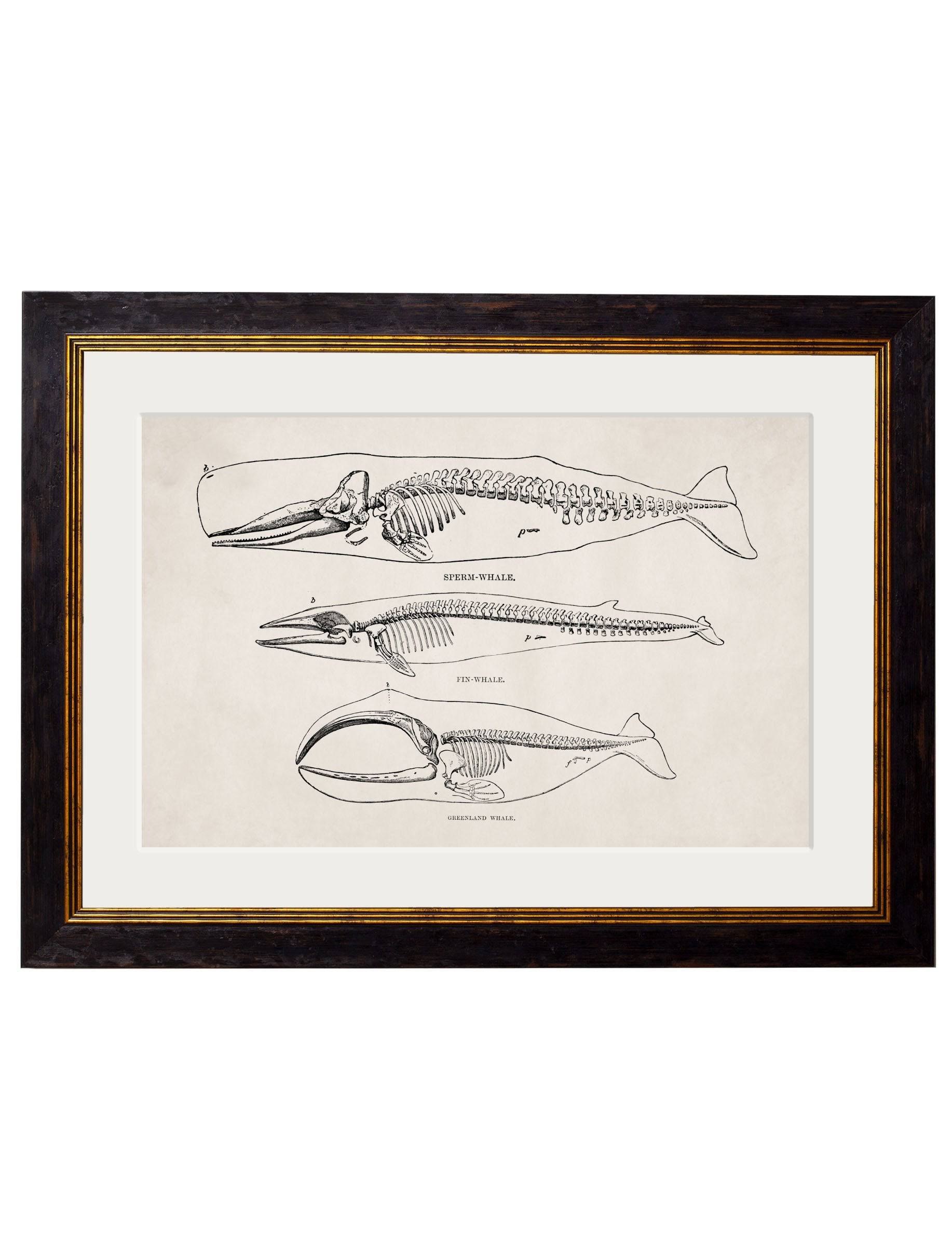 Purchase Digitally Restored 19th Century Anatomical Art with Archival Finish