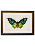 Purchase Digitally Restored 19th Century Birdwing Butterfly Print with Archival Finish