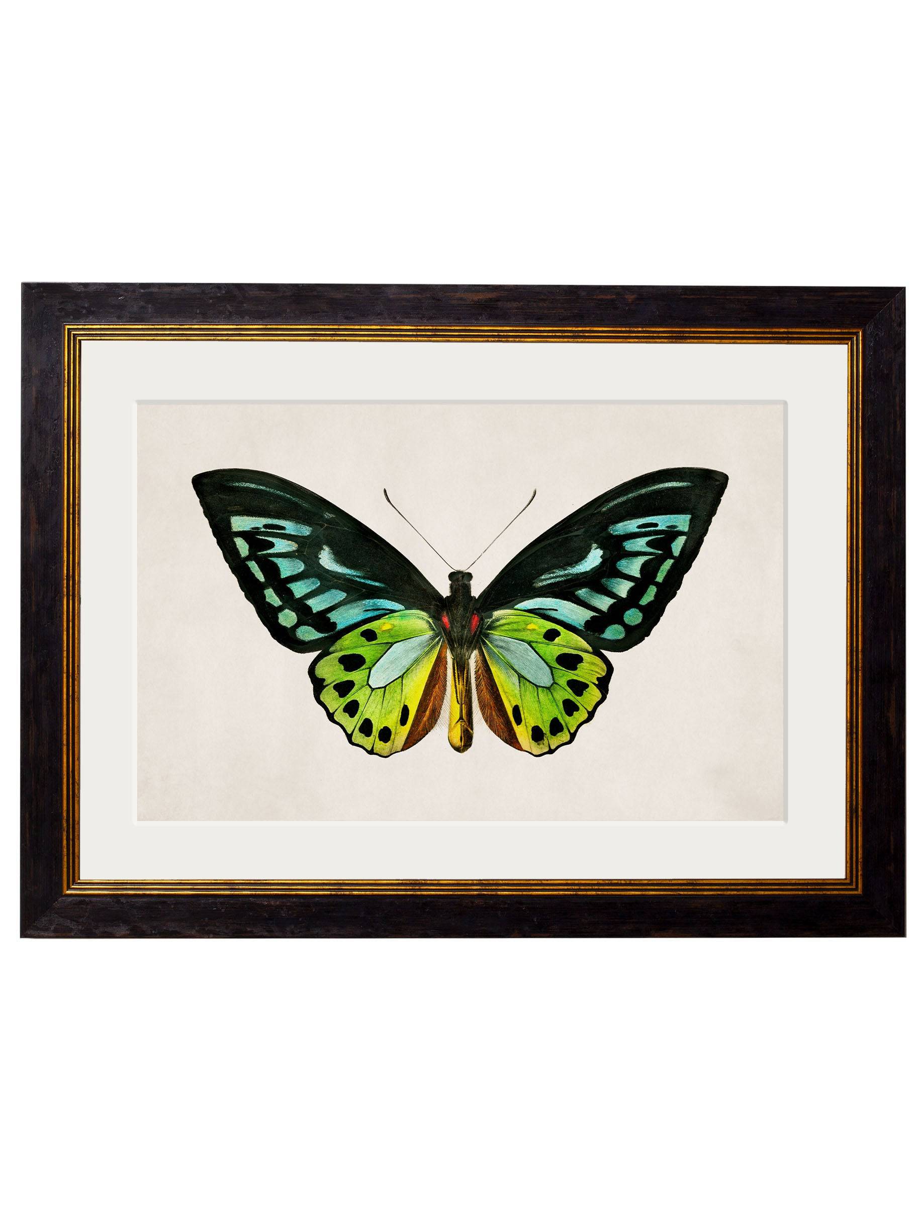 Purchase Digitally Restored 19th Century Birdwing Butterfly Print with Archival Finish