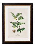 Purchase Digitally Restored 19th Century Coffee Plant Print with Archival Finish