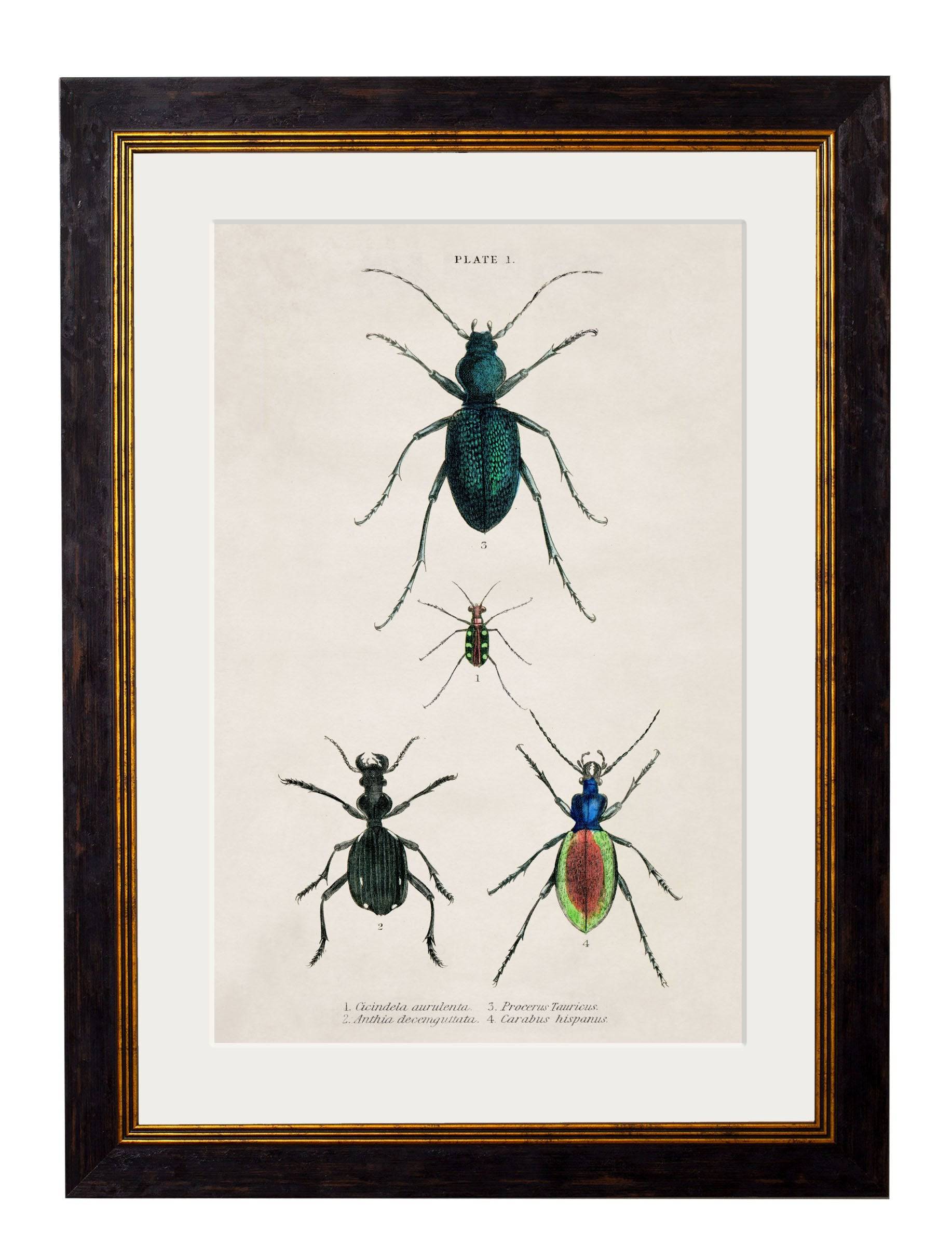 Purchase Digitally Restored 19th Century Entomological Art with Archival Finish