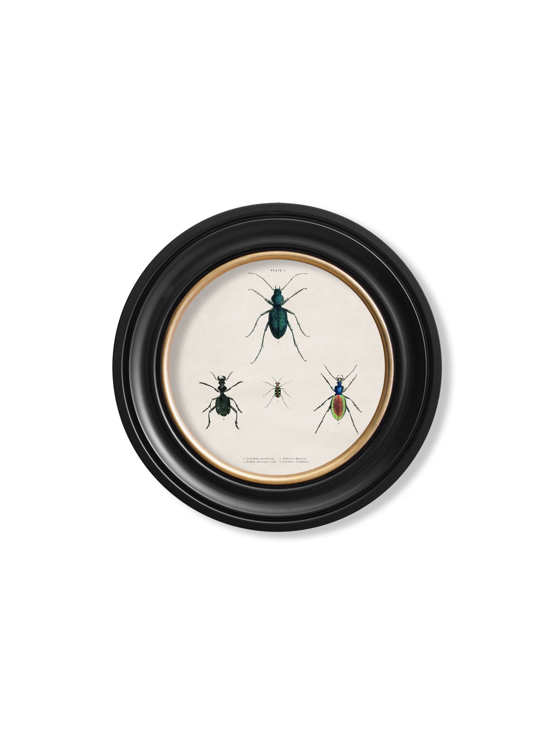 Purchase Digitally Restored 19th Century Entomological Prints with Archival Finish