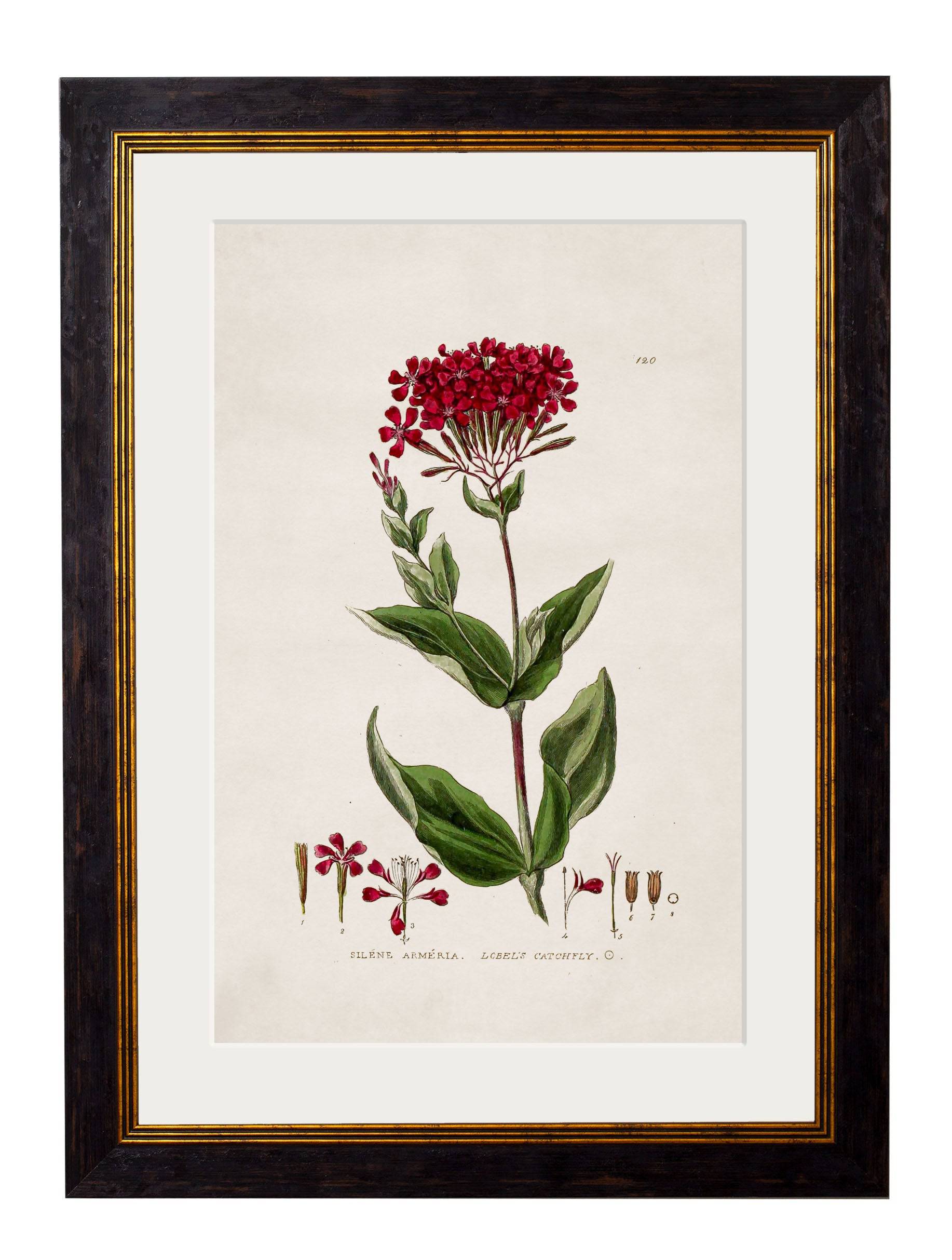 Purchase Digitally Restored 19th Century Floral Illustration with Archival Finish