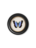 Purchase Digitally Restored 19th Century Green Butterfly Round Print