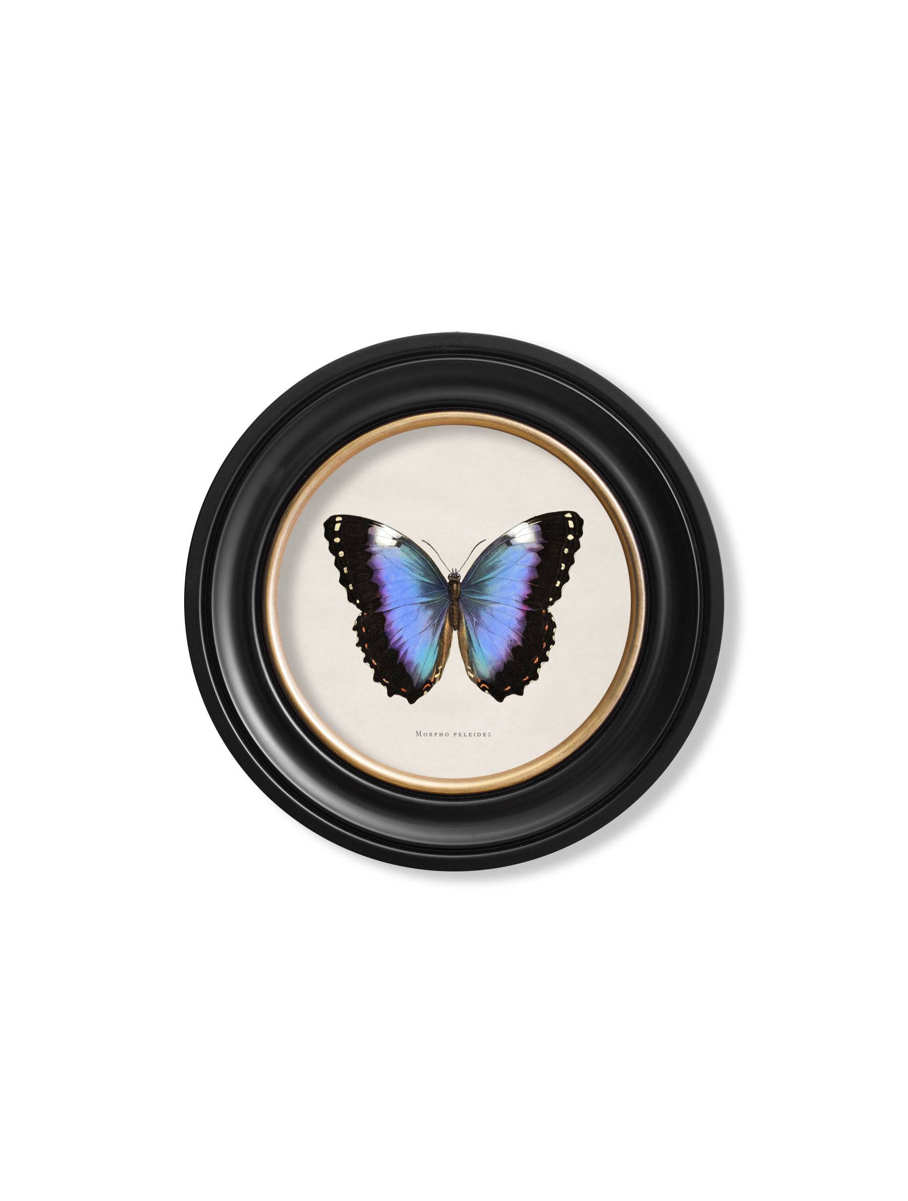 Purchase Digitally Restored 19th Century Green Butterfly Round Print