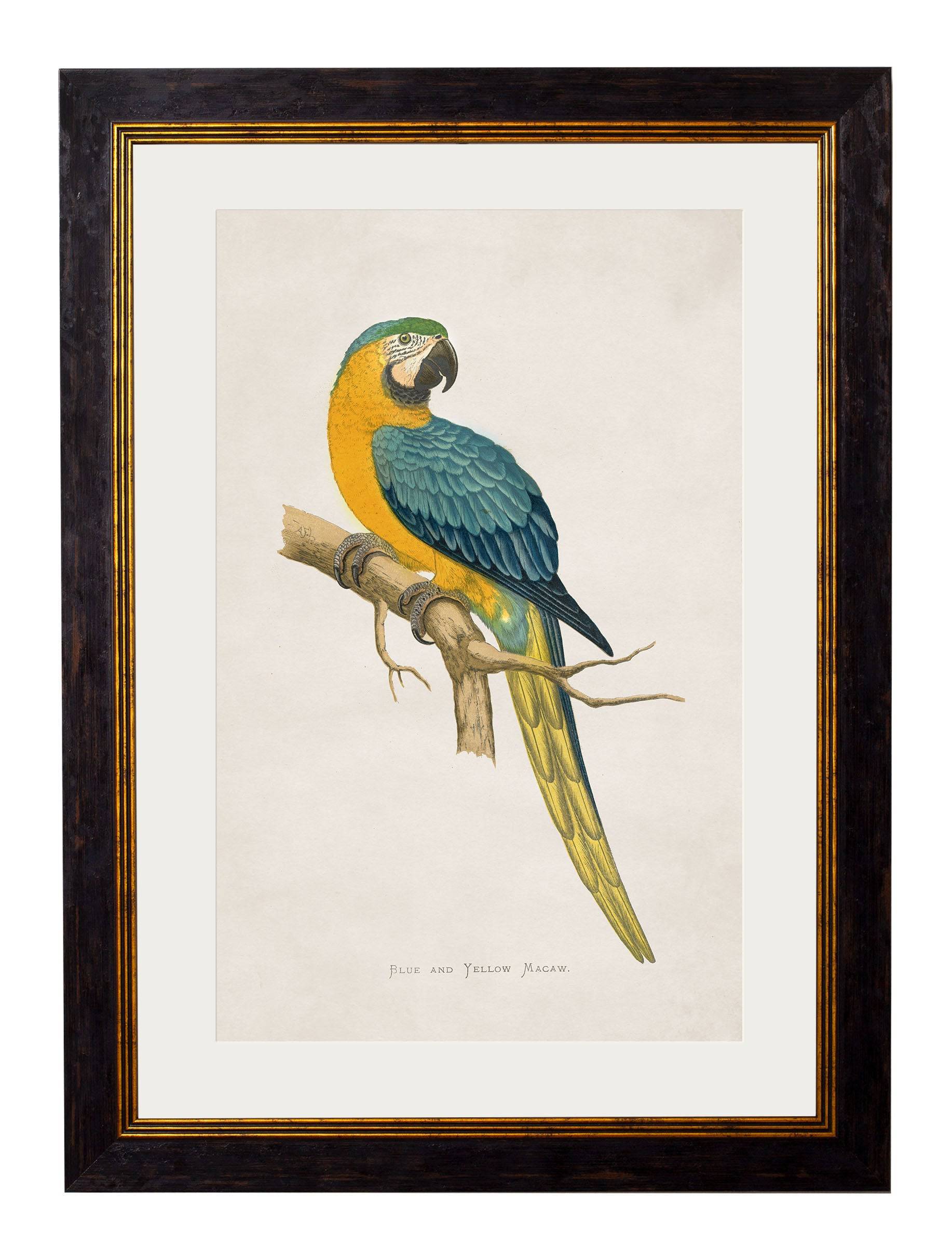 Purchase Digitally Restored 19th Century Hyacinthe Macaw Print with Archival Finish