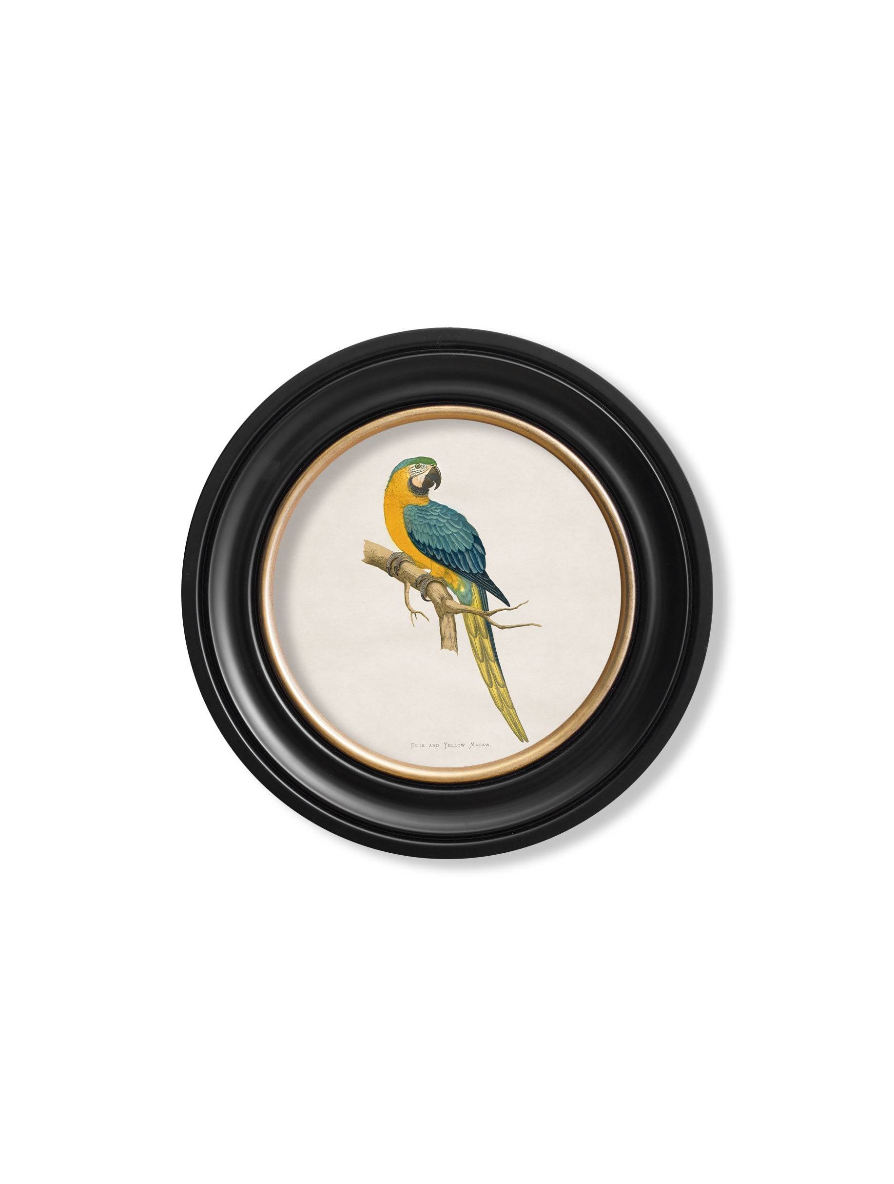 Purchase Digitally Restored 19th Century Hyacinthe Macaw Print with Archival Finish Online