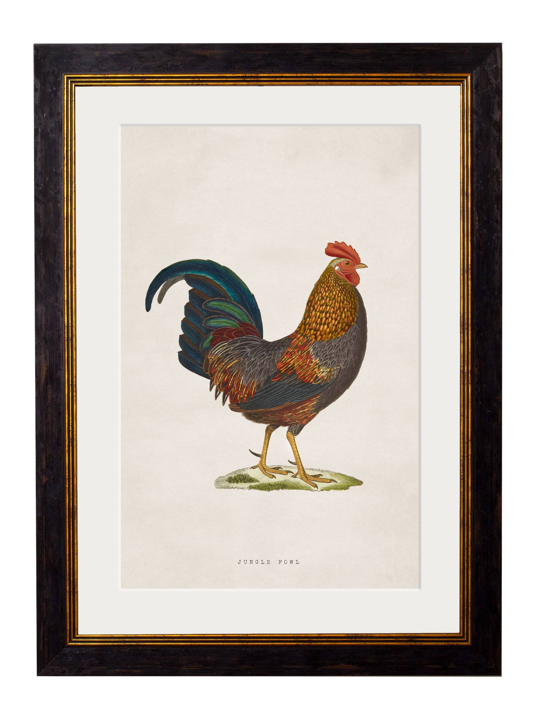 Purchase Digitally Restored 19th Century Junglefowl Print with Archival Finish