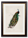 Purchase Digitally Restored 19th Century Peacock Print with Archival Finish