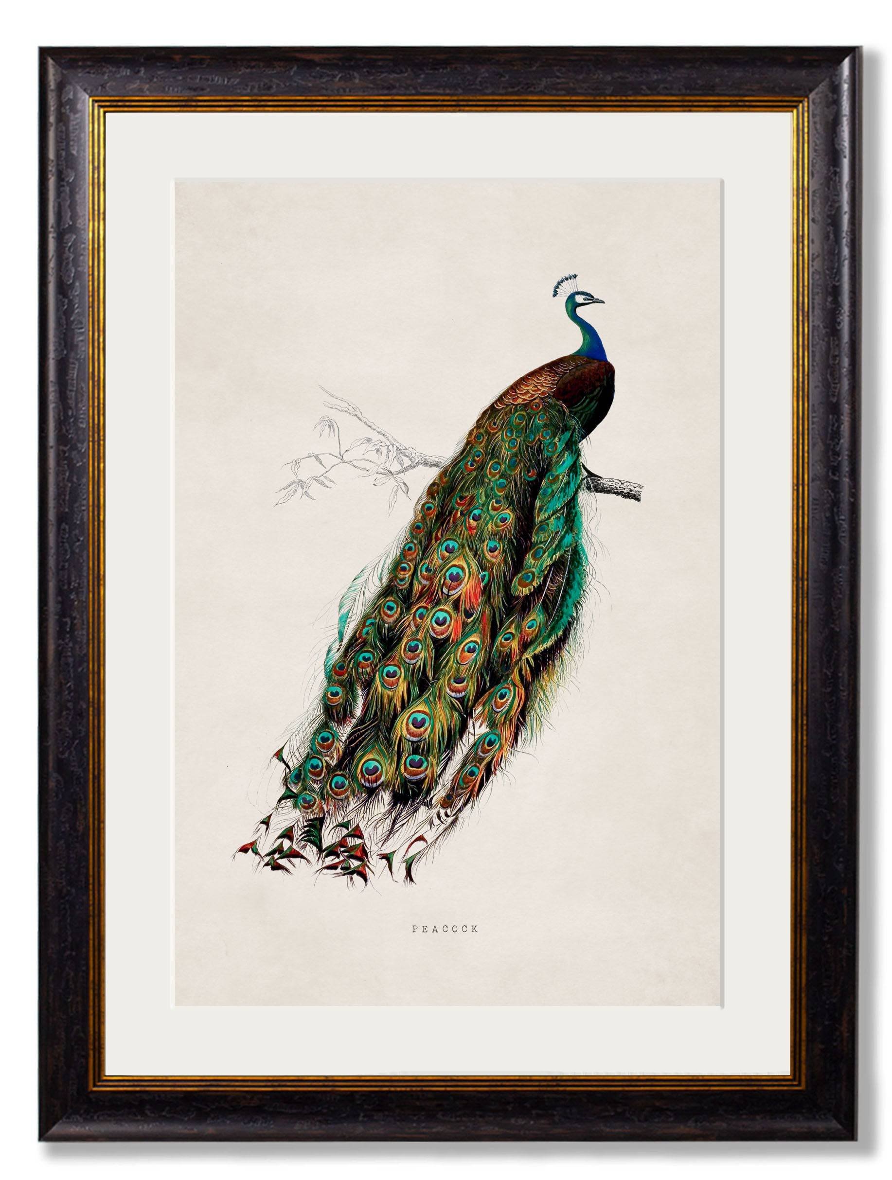 Purchase Digitally Restored 19th Century Peacock Print with Archival Finish