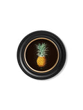 Purchase Digitally Restored 19th Century Pineapple Illustration with Archival Finish