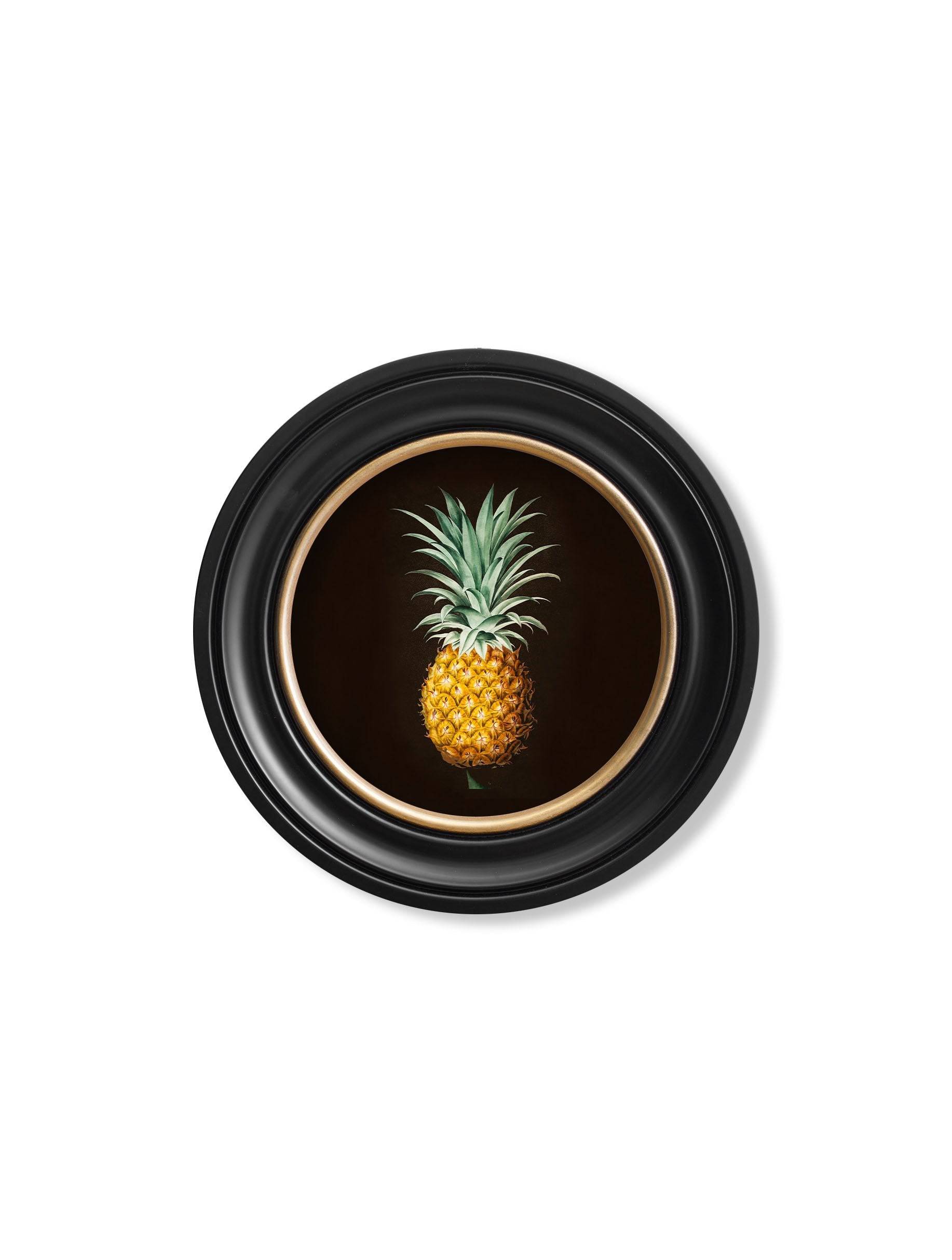 Purchase Digitally Restored 19th Century Pineapple Illustration with Archival Finish