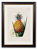 Purchase Digitally Restored 19th Century Pineapple Print with Archival Finish For Sale