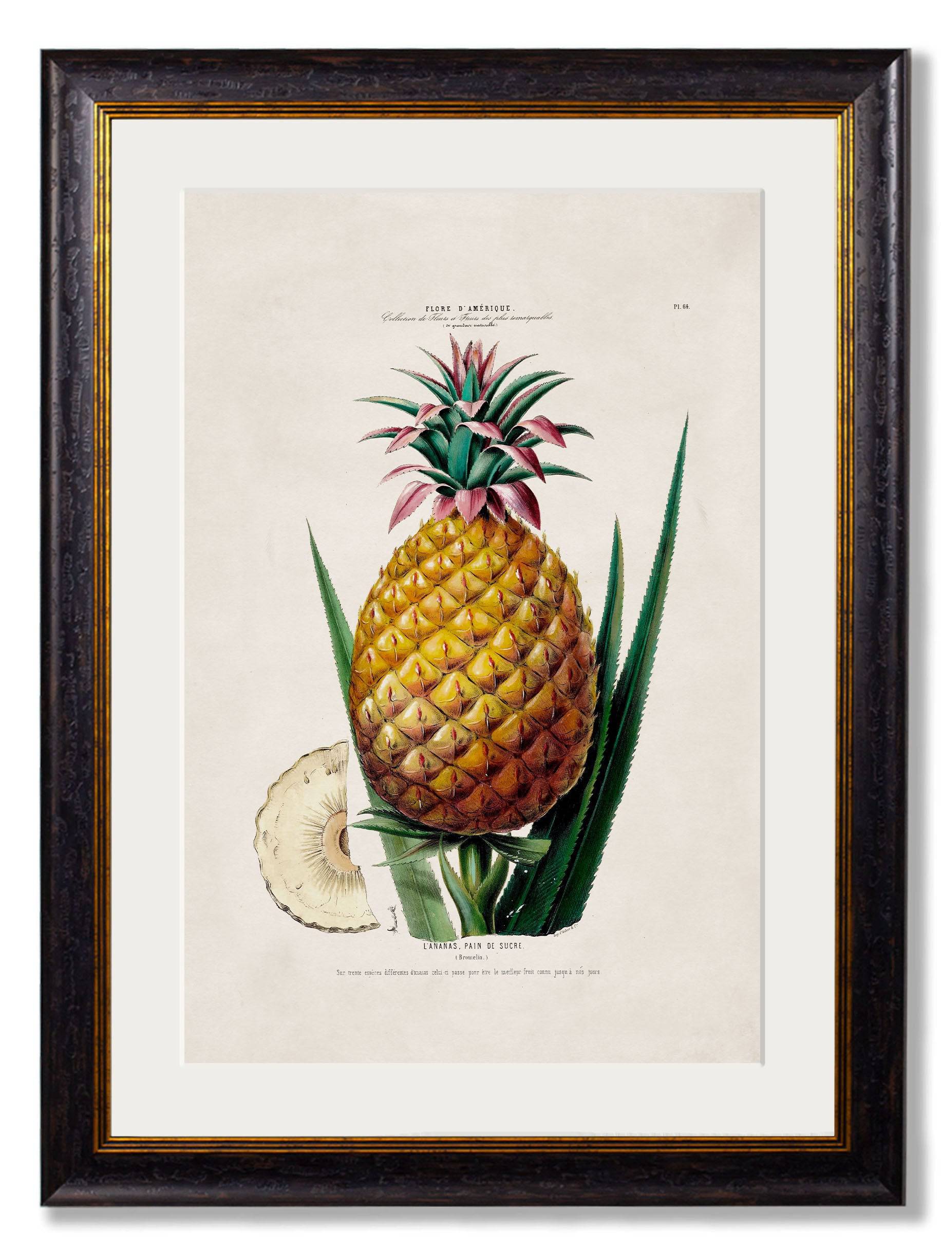 Purchase Digitally Restored 19th Century Pineapple Print with Archival Finish For Sale