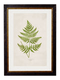 Purchase Digitally Restored 19th Century Pteris aquilina Print with Archival Finish