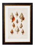 Purchase Digitally Restored 19th Century Shell Art with Archival Finish