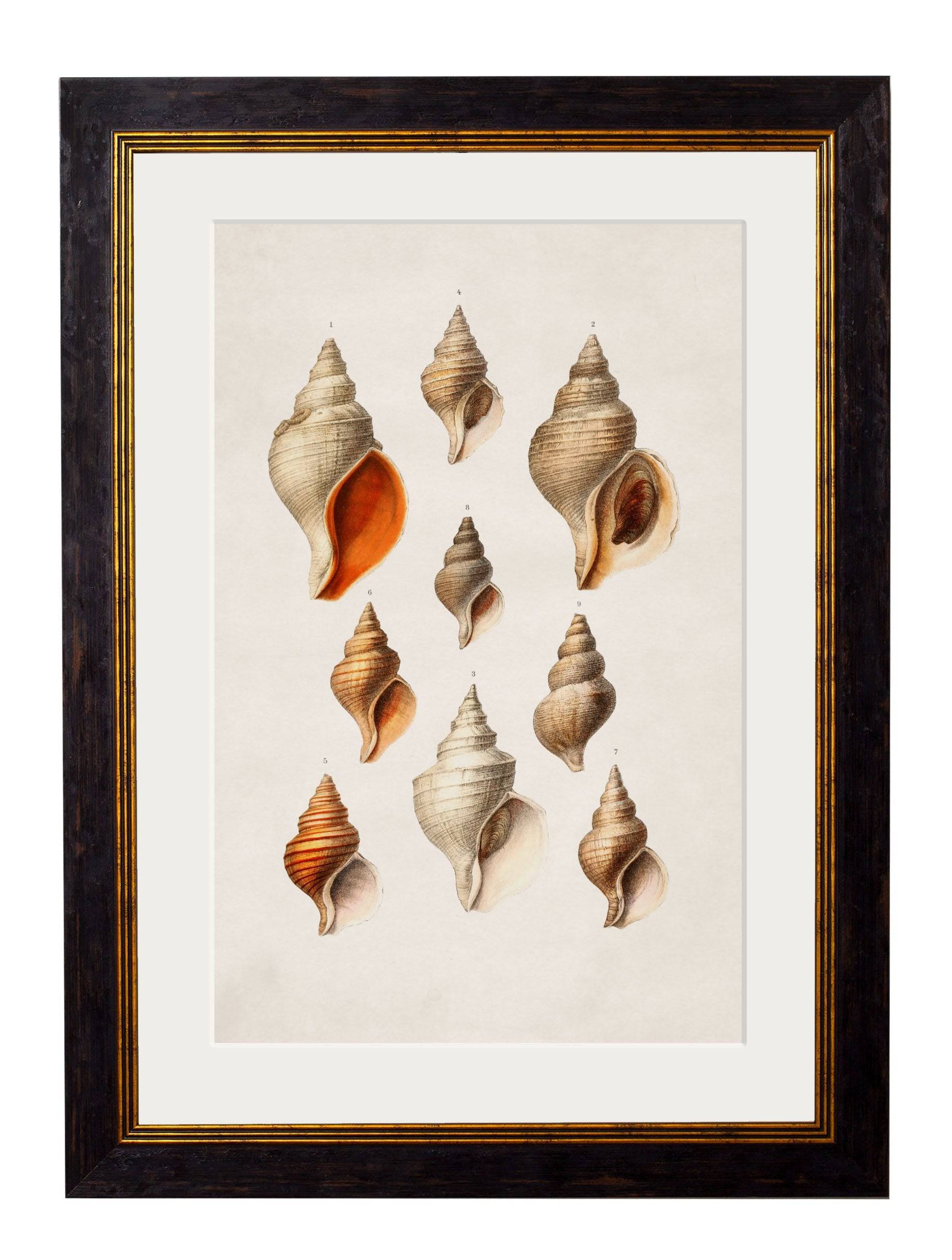 Purchase Digitally Restored 19th Century Shell Art with Archival Finish