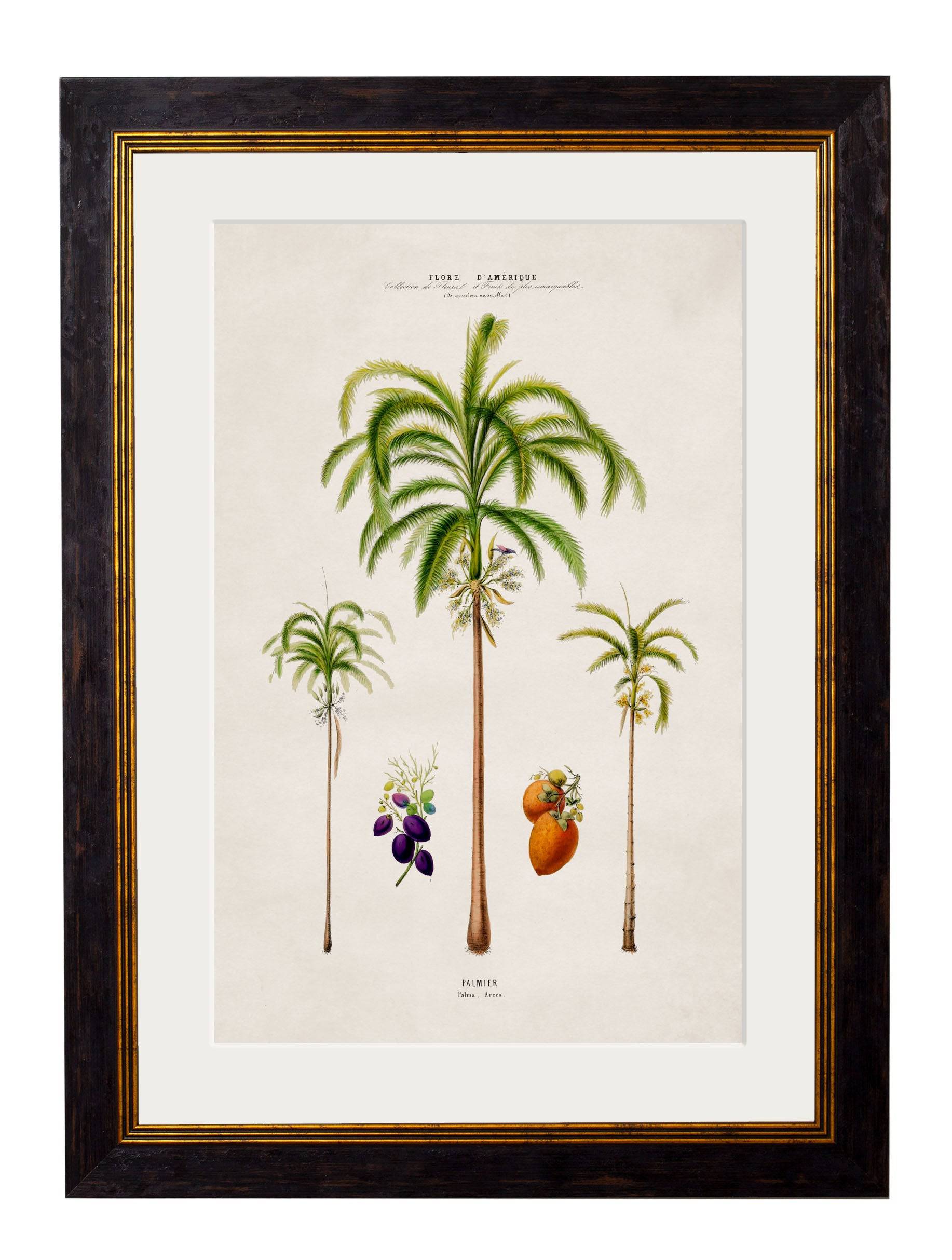 Purchase Digitally Restored 19th Century Tropical Palm Prints with Archival Finish