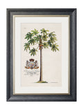 Purchase Digitally Restored Macaw and Coconut Palm Framed Wall Art