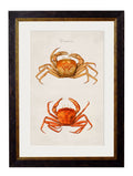 Purchase Digitally Restored Victorian Jellyfish and Octopus Art Hand-Assembled in Britain