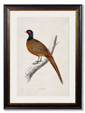 Purchase Digitally Restored c.1850's Pheasant British Game Bird Art with Archival Finish
