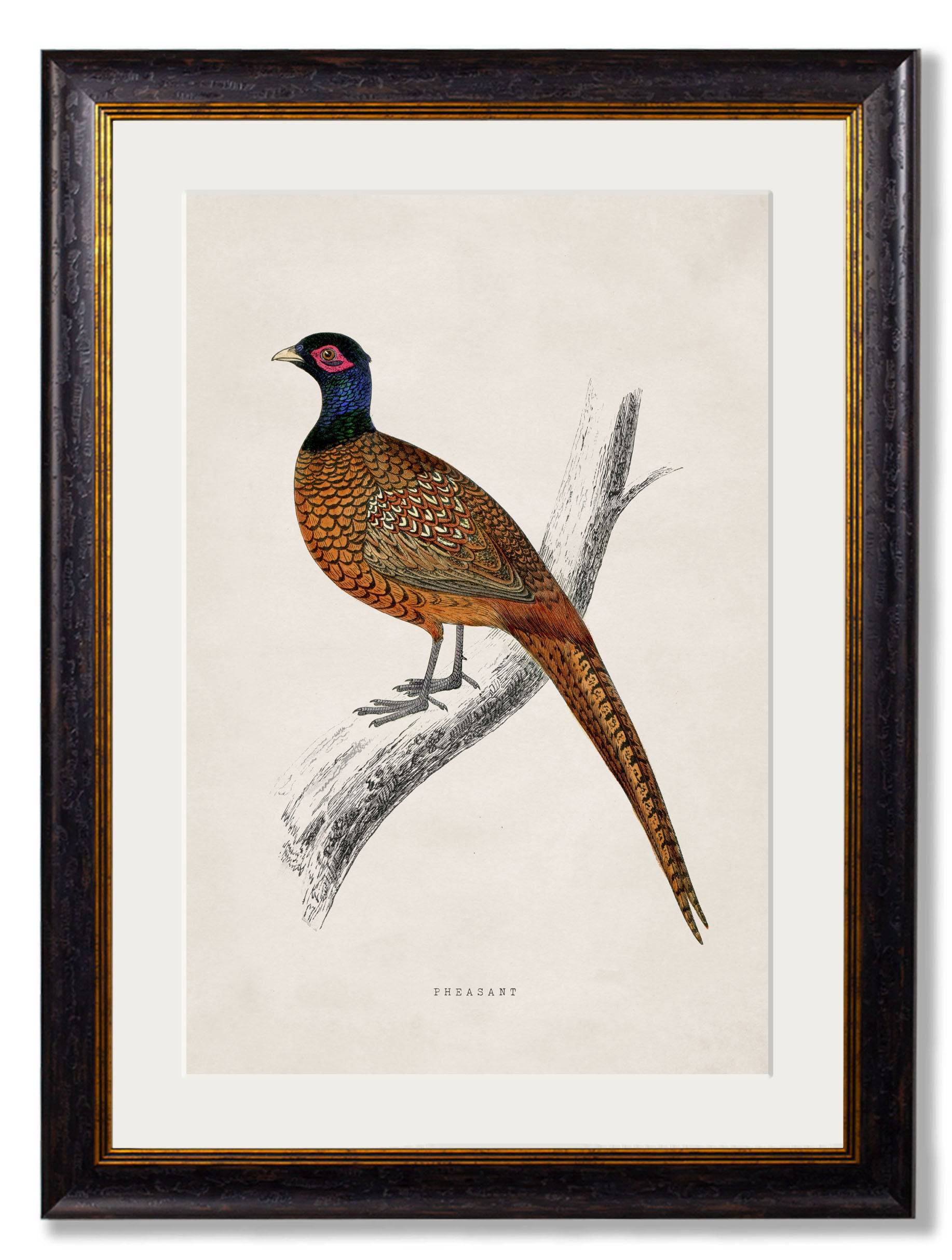 Purchase Digitally Restored c.1850's Pheasant British Game Bird Art with Archival Finish