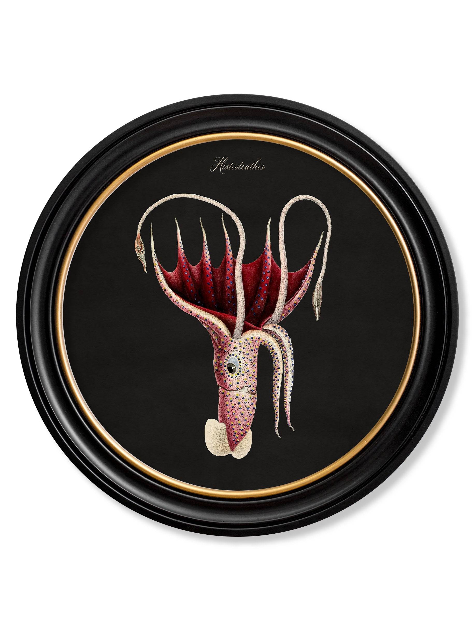 Purchase High Quality Round Black Framed Antique Marine Life Set of Four