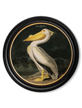 Purchase Historic 1838 Audubon Bird Art Reproductions Fully Framed for Home Decor