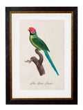 Purchase Museum Quality French Parrot Illustration Set with Glass Front