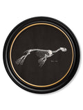 Purchase Remastered 19th Century Anatomical Wall Art for Modern Interiors