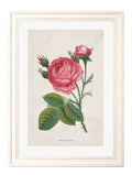 Purchase Rose Floral Illustrations remastered botanical wall art UK

