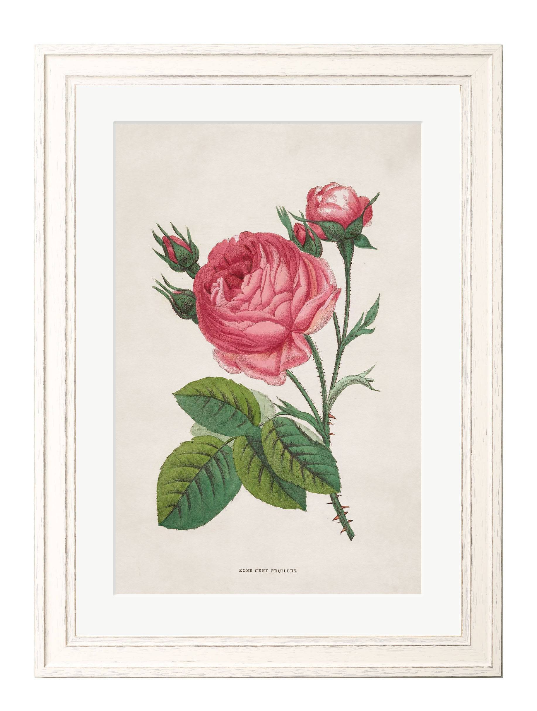 Purchase Rose Floral Illustrations remastered botanical wall art UK
